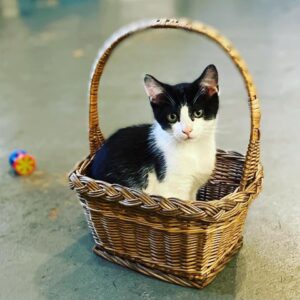 Phoebe in a basket