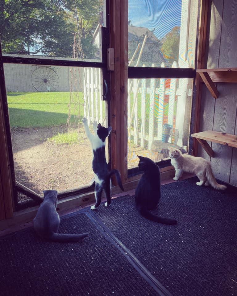 Cats love the Catio!